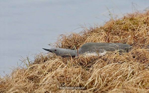 Red-throated Loon on nest ©Jari Peltomäki / Luontoportti.com.  Request permission for reuse https://luontoportti.com/en/f?language=en&url=%2Fprivacypolicy%23general
